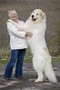 Pyrenean Mountain Dog.jpeg